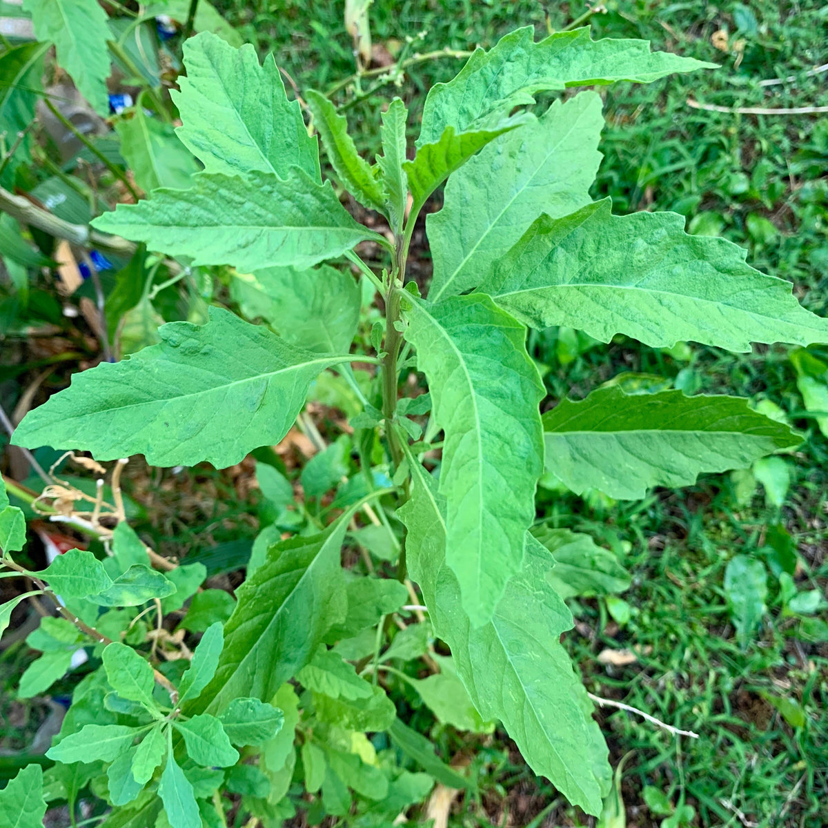 Epazote aka Mexican Tea (Dysphania ambrosioides) – Earthbeat Seeds