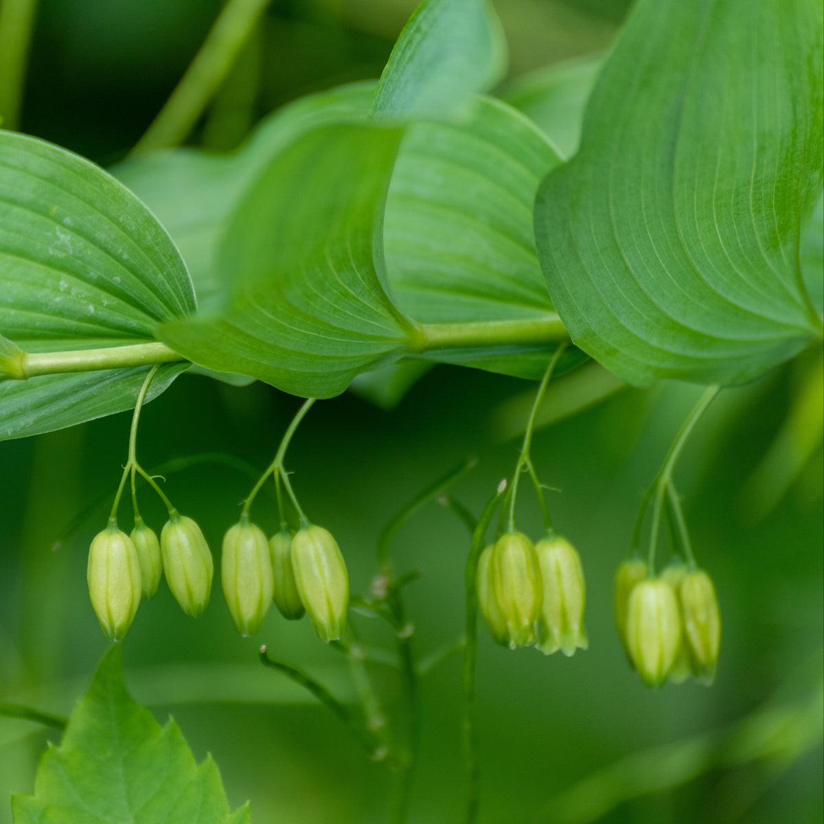 Solomon's Seal (Polygonatum biflorum) – Earthbeat Seeds