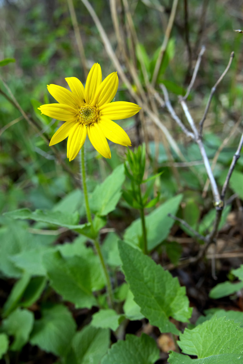 Arnica, Heartleaf (Arnica cordifolia) – Earthbeat Seeds