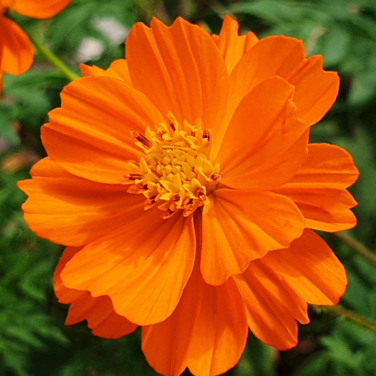 Cosmos, Orange (Cosmos sulphureus) Earthbeat Seeds