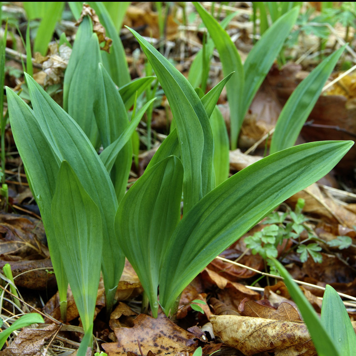 Ramp aka. Wild Leeks (Allium tricoccum) Earthbeat Seeds
