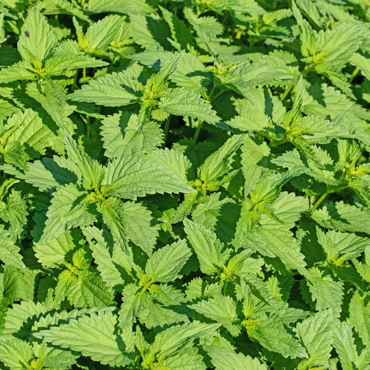 clusia hedge plant Clusia main image 1