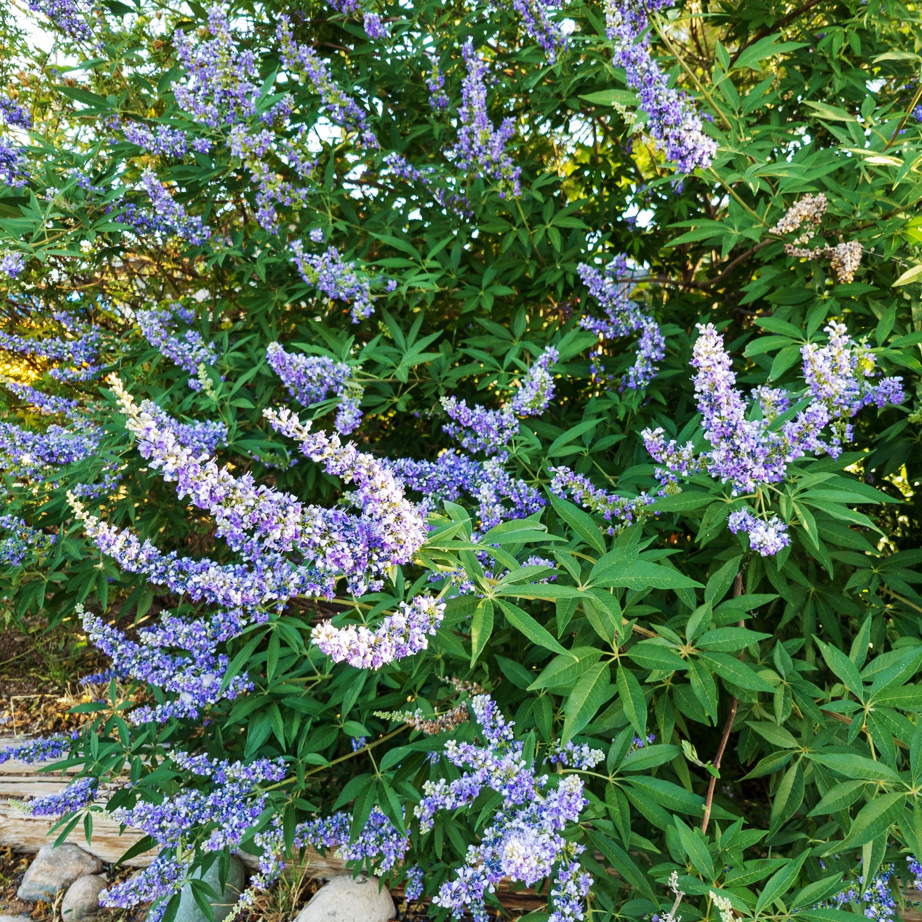 Box Chaste Tree Chaste Tree aka Vitex (Vitex agnus-castus) – Earthbeat Seeds
