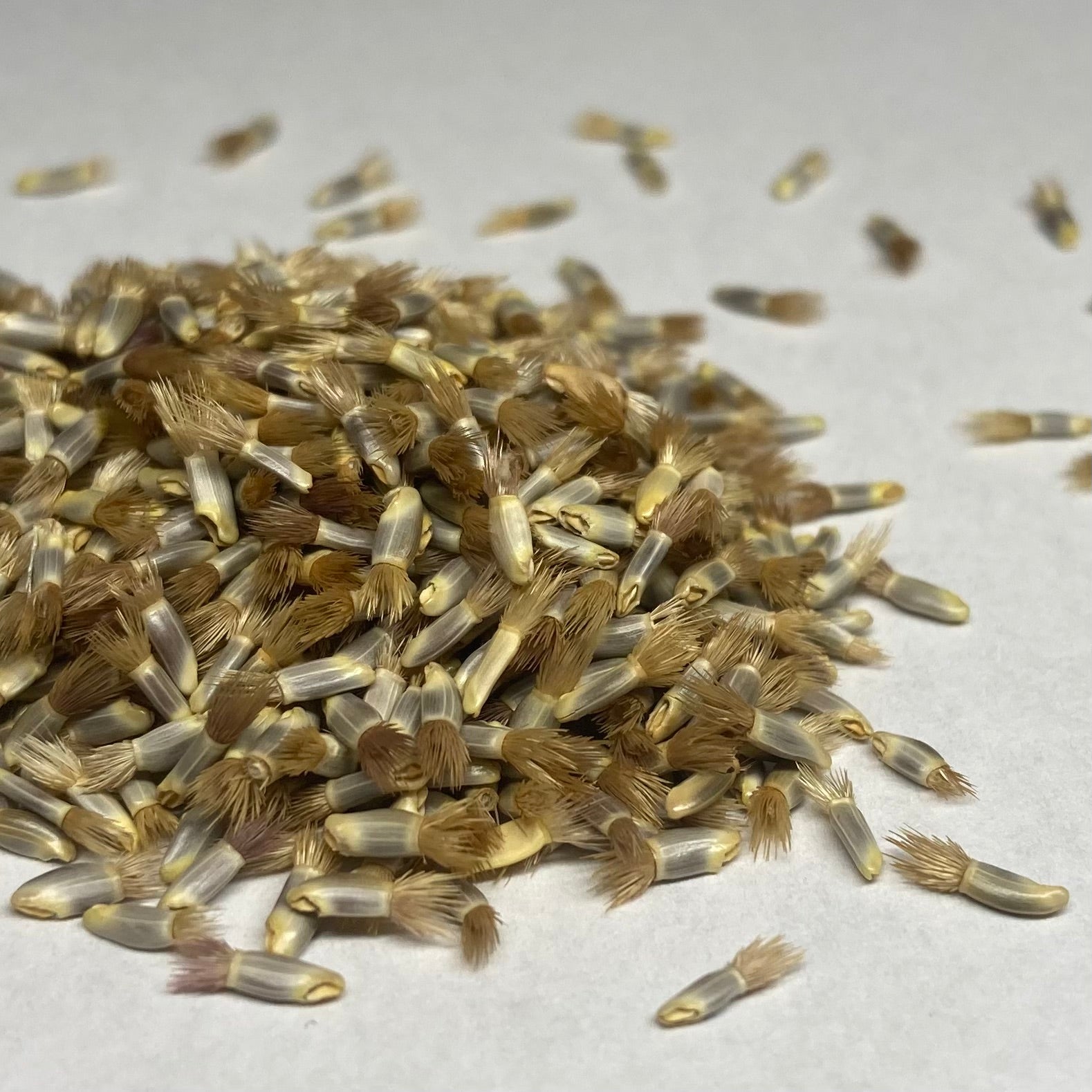 corn flower seeds Cornflower, Blue (Centaurea cyanus) – Earthbeat Seeds