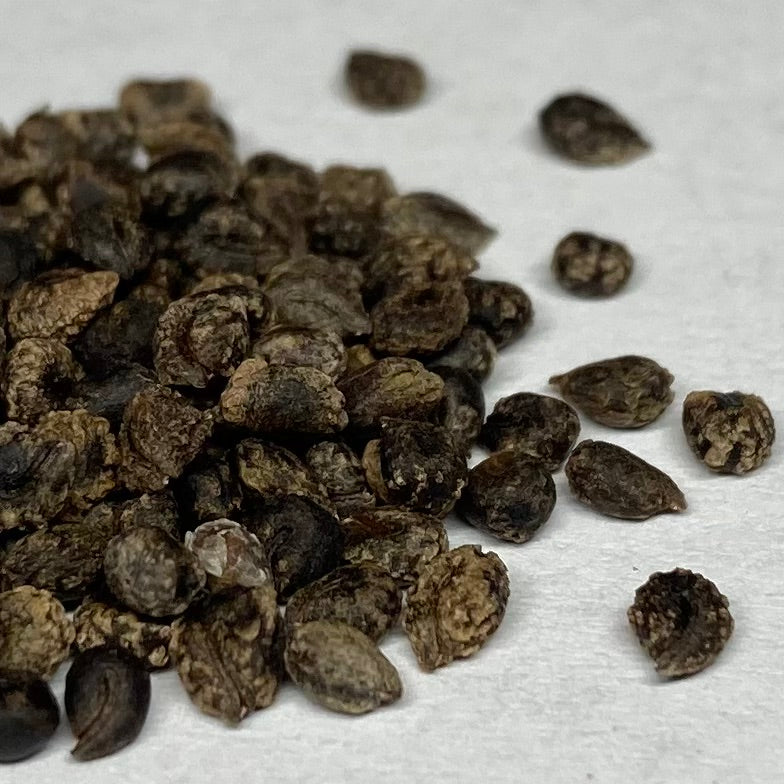 Bee Plant, Rocky Mountain (Cleome serrulata) – Earthbeat Seeds