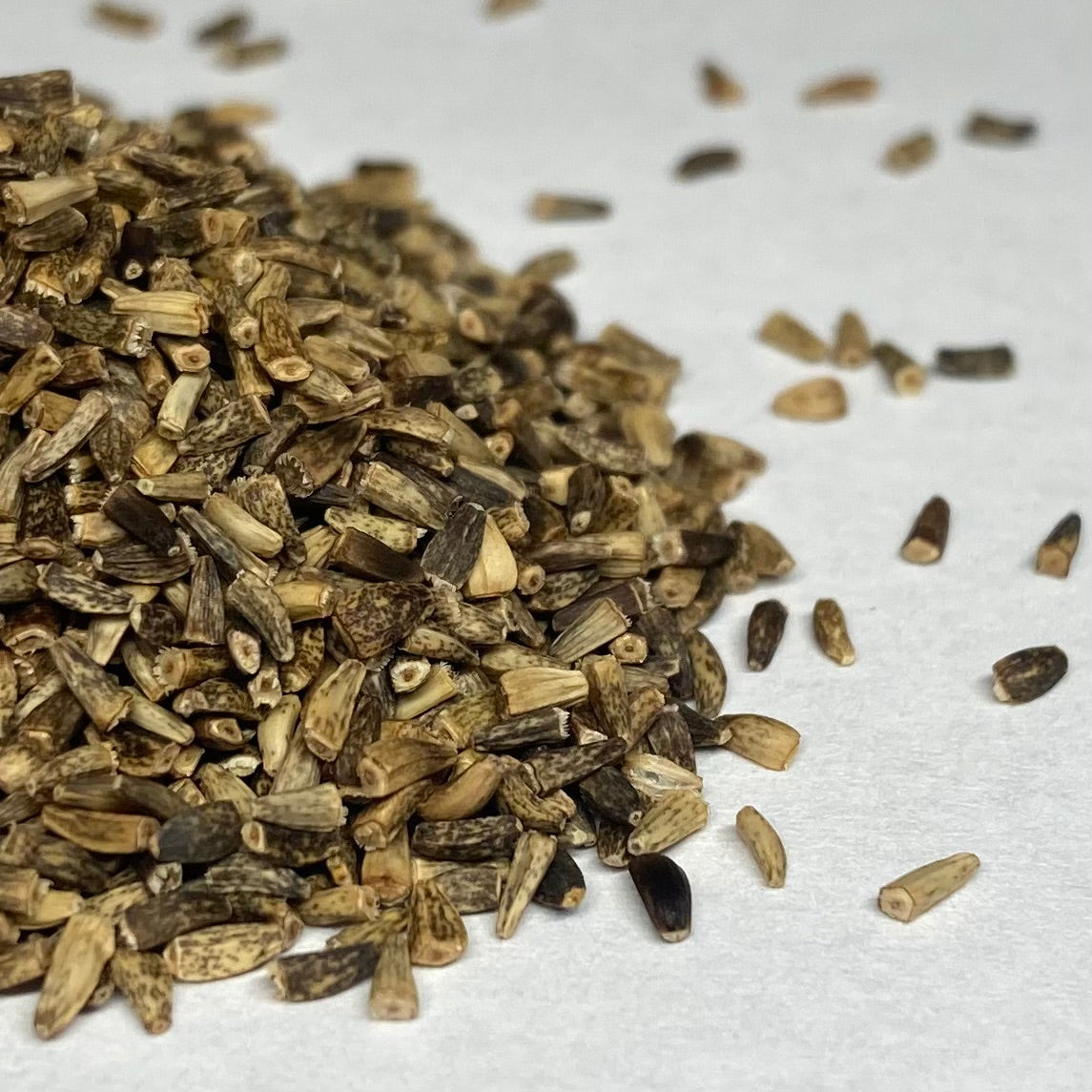 Chicory Invasive Chicory, Wild (Cichorium intybus) – Earthbeat Seeds