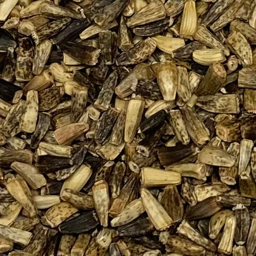 Chicory, Wild (Cichorium intybus) – Earthbeat Seeds