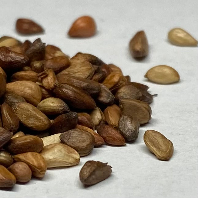 rosa centifolia seeds Rose, Wild Meadow (Rosa blanda) – Earthbeat Seeds