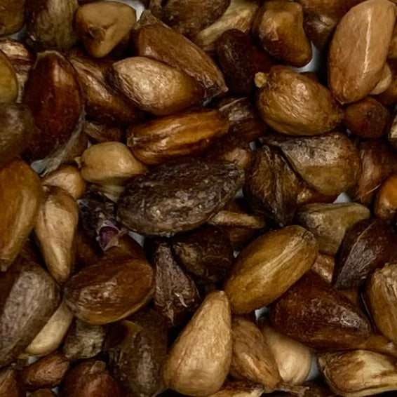 Rose, Wild Meadow (Rosa blanda) – Earthbeat Seeds