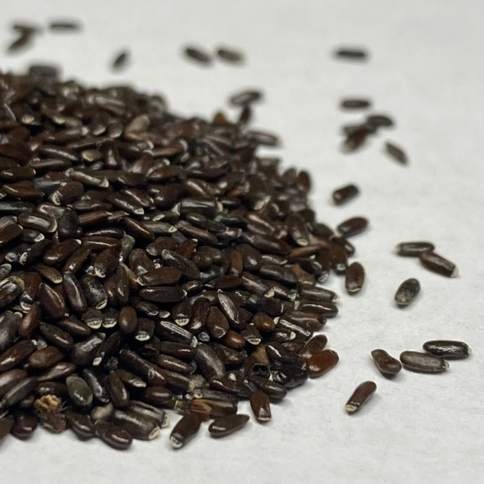 black lavender seeds Lavender, English (Lavandula angustifolia) – Earthbeat Seeds
