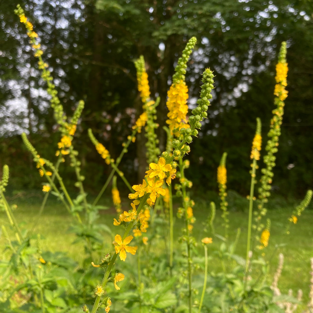 Agrimony (Agrimonia eupatoria) – Earthbeat Seeds
