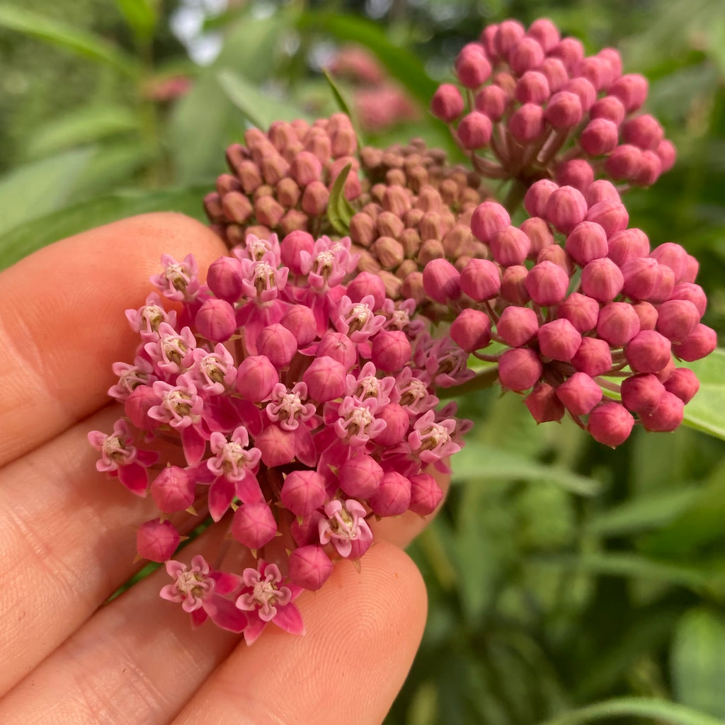 rose milkweed seeds Milkweed, Rose (Asclepias incarnata) – Earthbeat Seeds