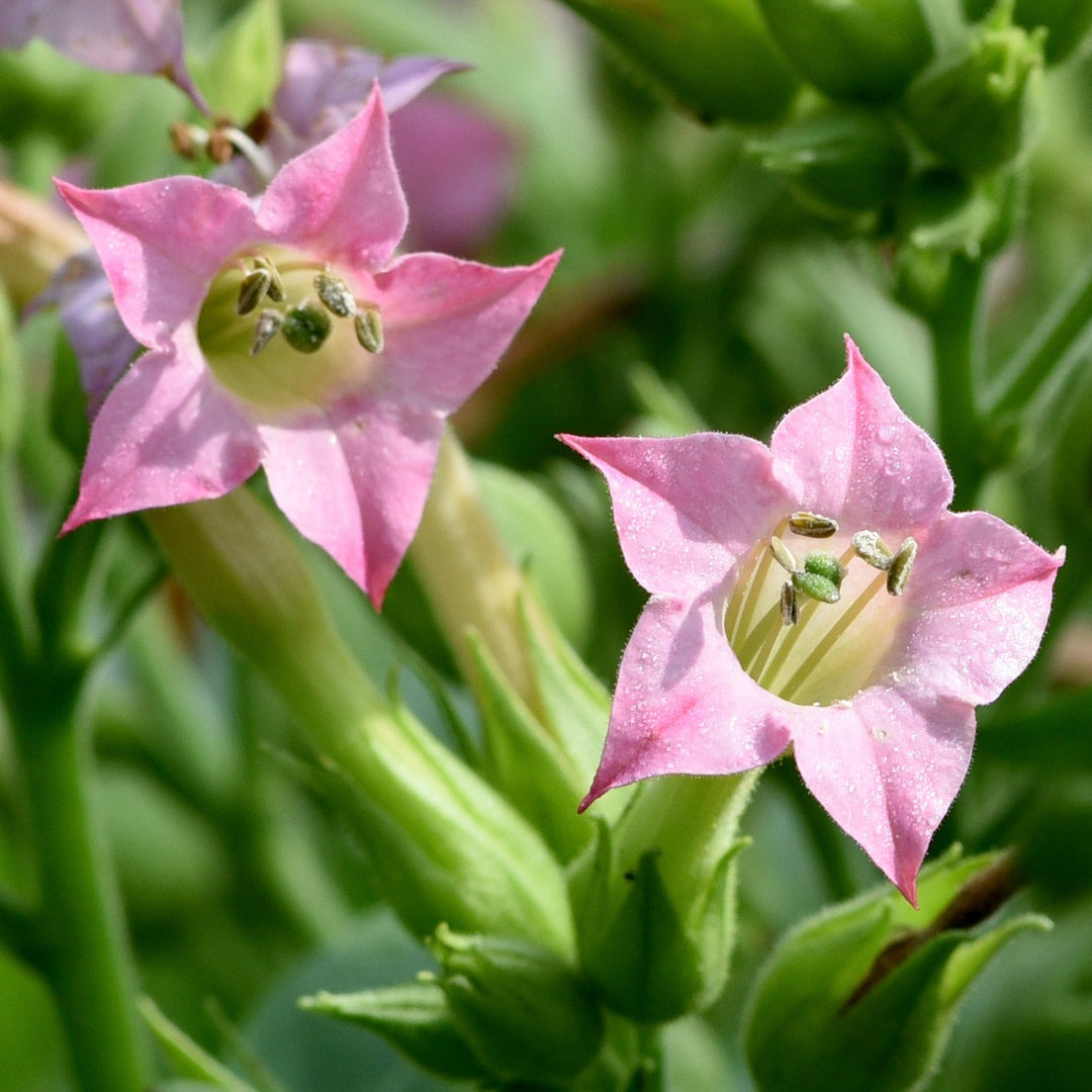 shirazi tobacco Tobacco, Shirazi (Nicotiana tabacum var. shirazi) – Earthbeat Seeds