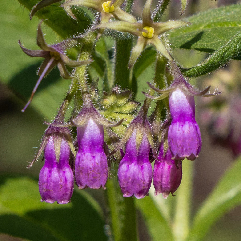 comfrey seeds for planting Comfrey, True (Symphytum officinale var. patens) – Earthbeat Seeds
