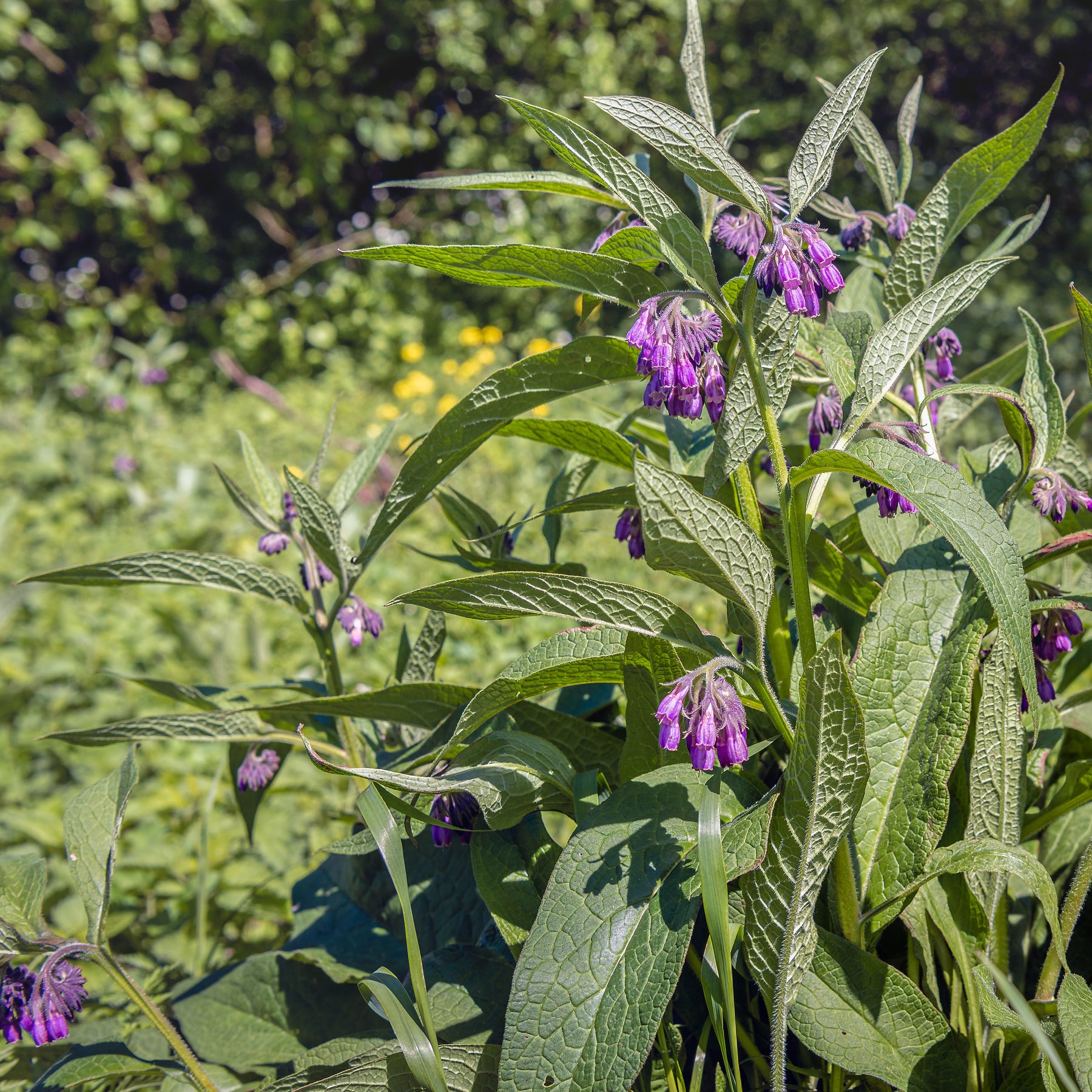 comfrey seeds or plants Comfrey, True (Symphytum officinale var. patens) – Earthbeat Seeds