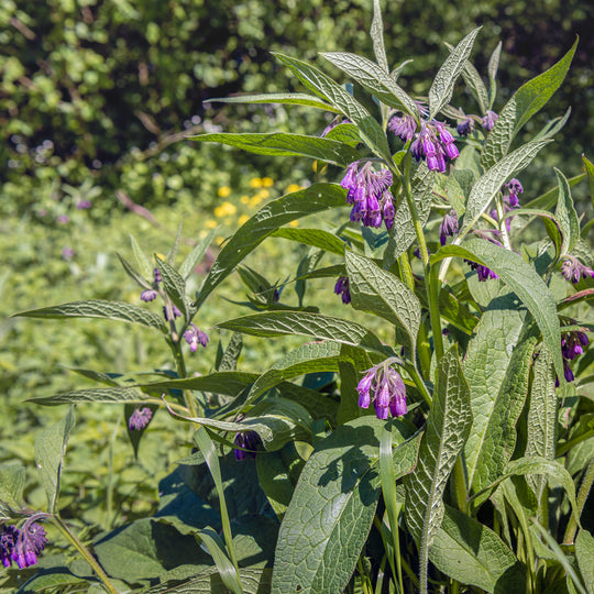 comfrey seeds for planting Comfrey, True (Symphytum officinale var. patens) – Earthbeat Seeds