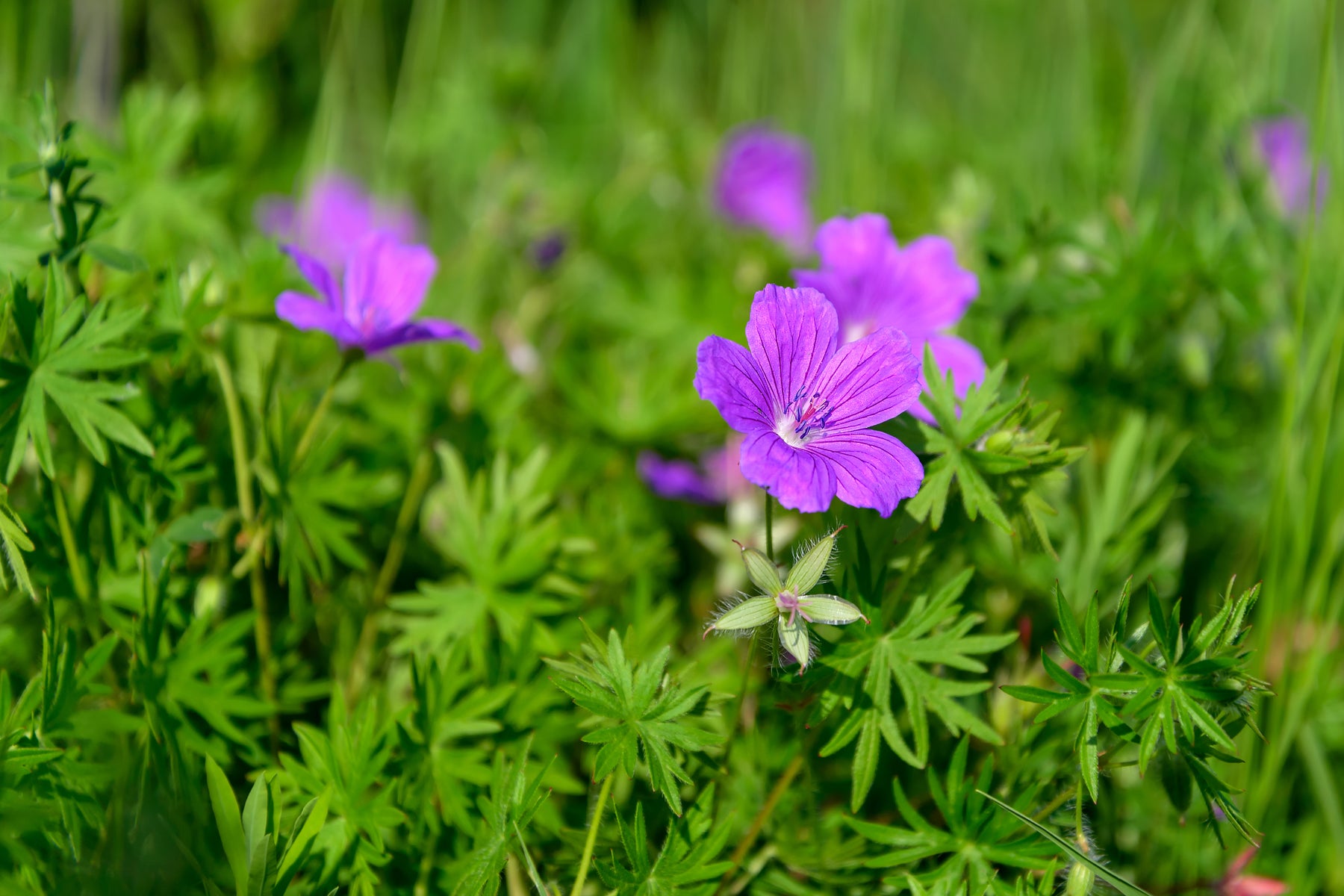 geranium maculatum seeds Geranium, Wild (Geranium maculatum) – Earthbeat Seeds