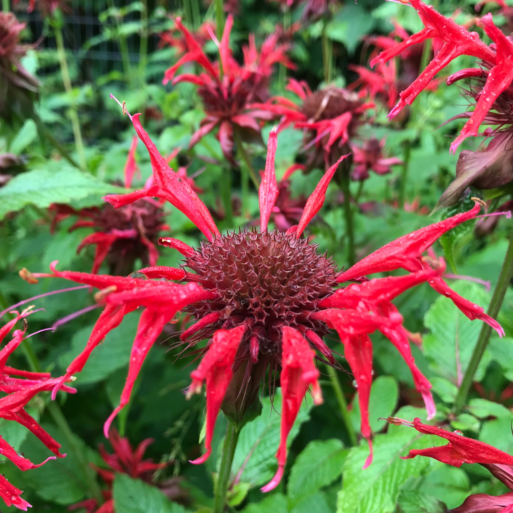 Bee Balm, Scarlet (Monarda didyma) – Earthbeat Seeds