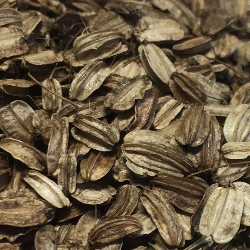 Angelica, Official (Angelica archangelica) – Earthbeat Seeds