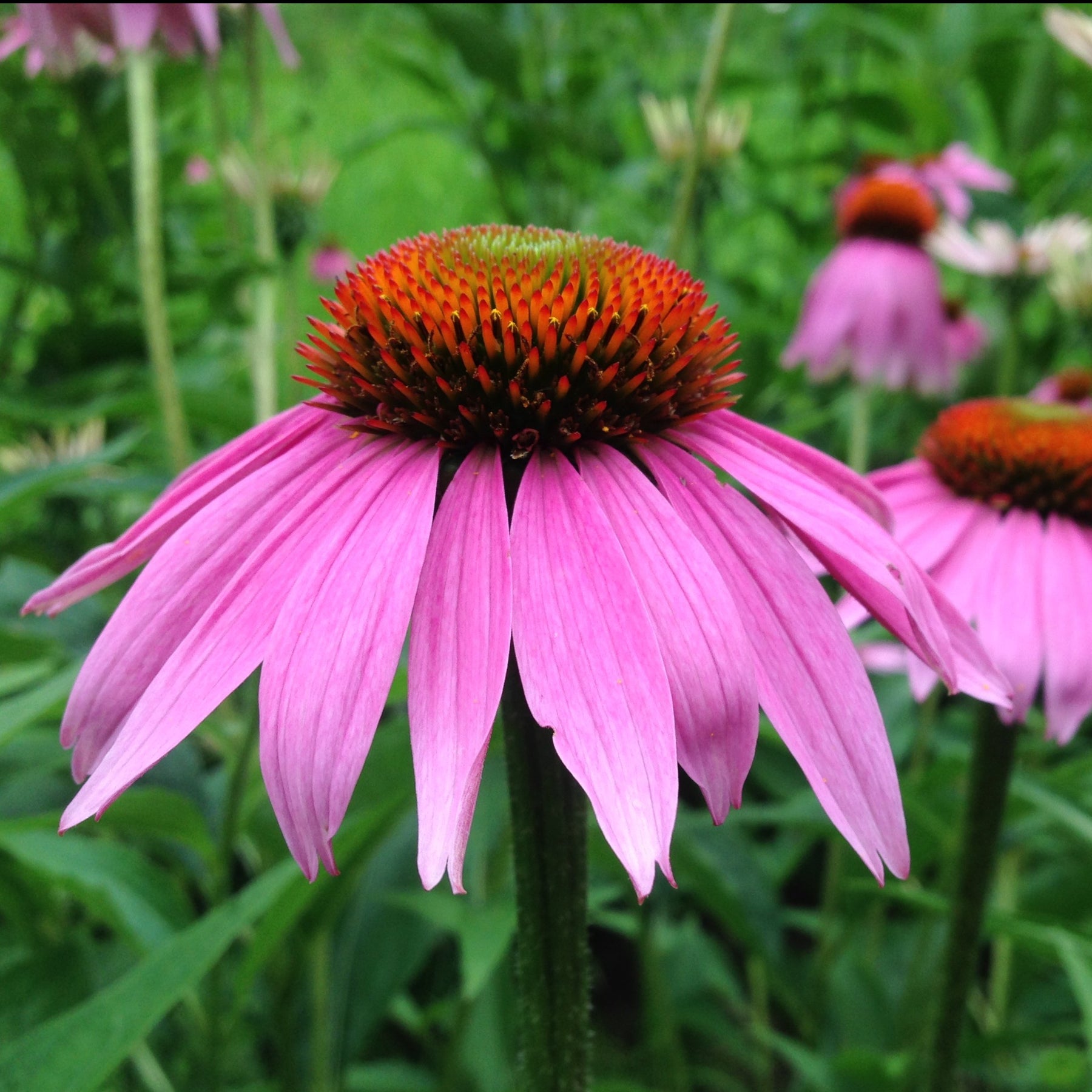 echinacea herb seeds Echinacea aka Purple Coneflower (Echinacea purpurea) – Earthbeat Seeds