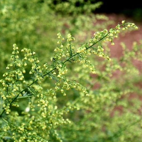 sweet wormwood plant Sweet Annie (Artemisia annua) – Earthbeat Seeds