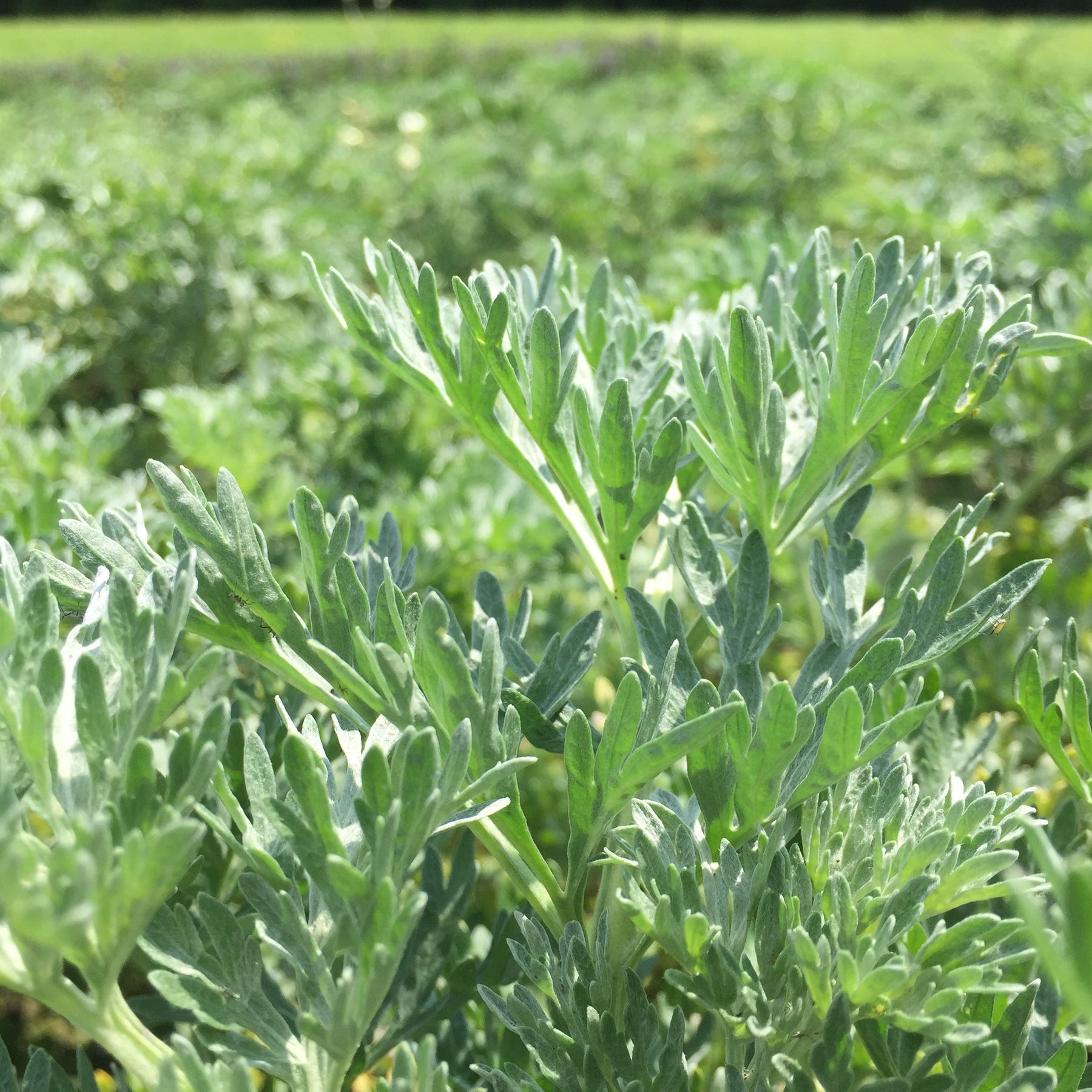 Wormwood, Absinthe (Artemisia absinthium) – Earthbeat Seeds