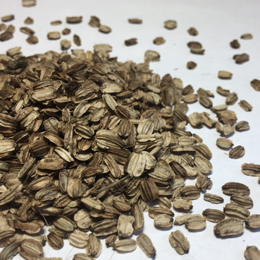 Angelica, Official (Angelica archangelica) – Earthbeat Seeds