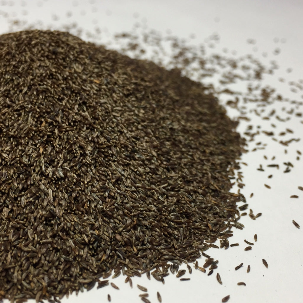 mugwort plant seeds Mugwort, Common (Artemisia vulgaris)