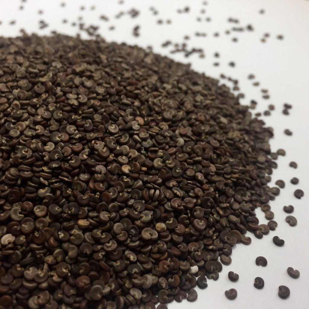thumbnail image 2 of Black Marshmallow Plant Althaea Officinalis Malvaceae 2 of 14
