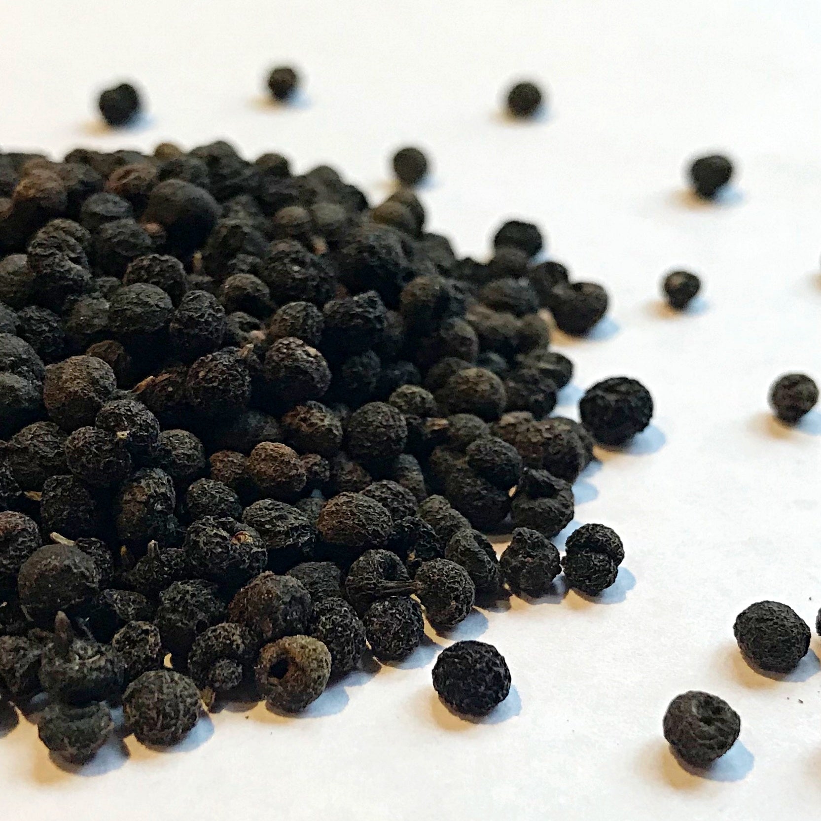 madder plant seeds Madder (Rubia tinctorum) – Earthbeat Seeds