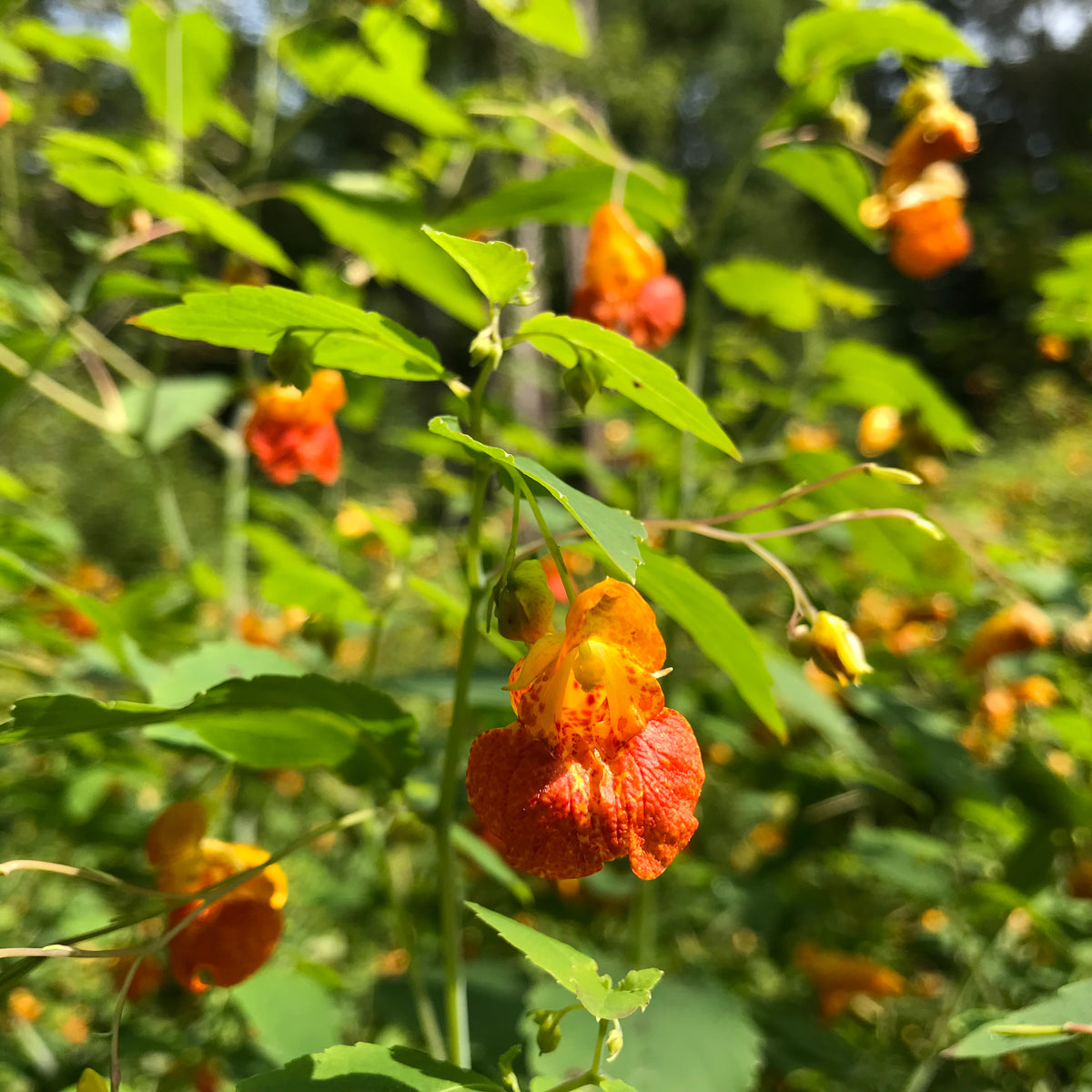 Jewel Weed (Impatiens capensis) Earthbeat Seeds