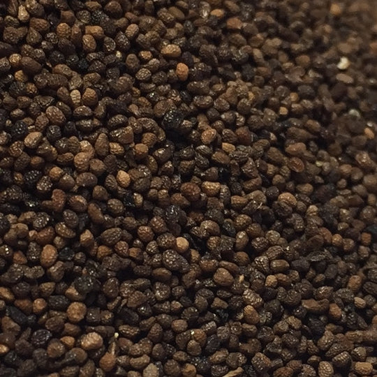 Tobacco, Rustica (Nicotiana rustica) – Earthbeat Seeds