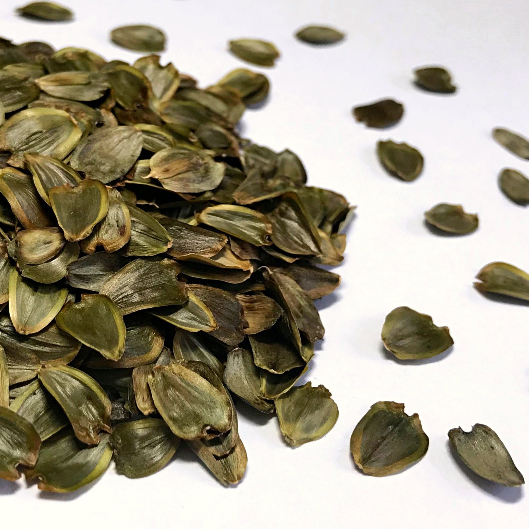 collecting cup plant seeds Cup Plant (Silphium perfoliatum) – Earthbeat Seeds
