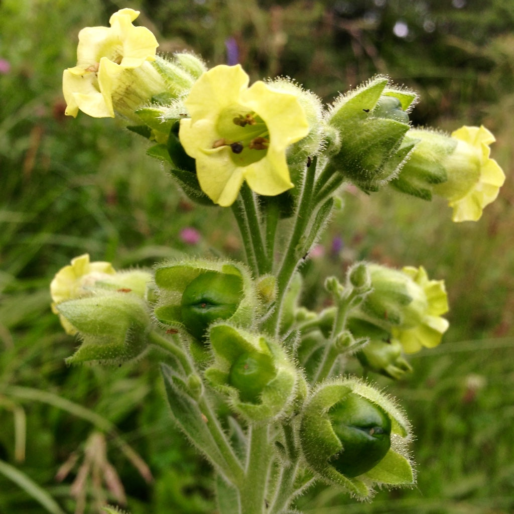 tobacco plant genus Tobacco is the Common Name of Several Plants I Stock Photo tobacco plant genus Tobacco is the Common Name of Several Plants I Stock Photo