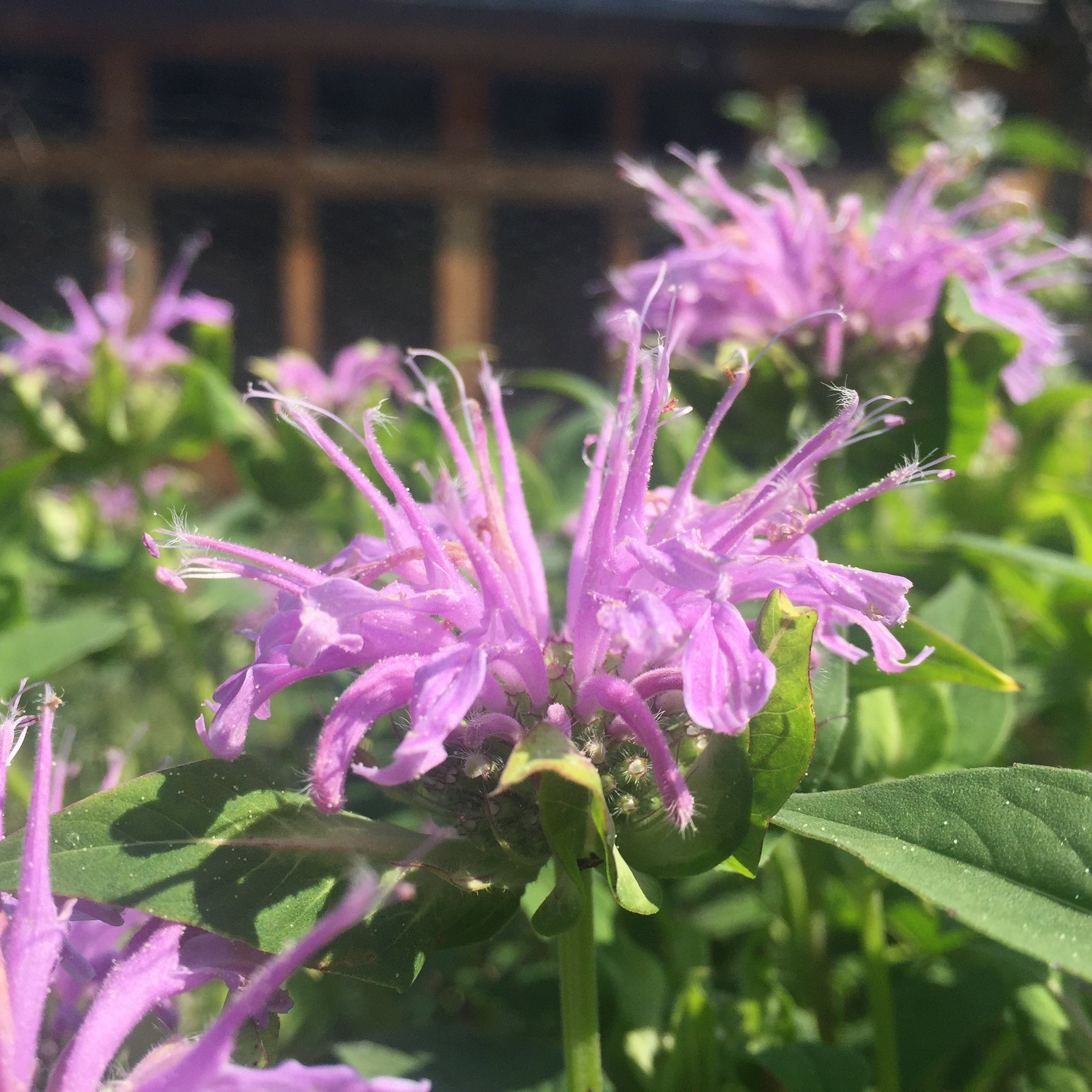 lavender bergamot plant Bergamot, Lavender (Monarda fistulosa) – Earthbeat Seeds