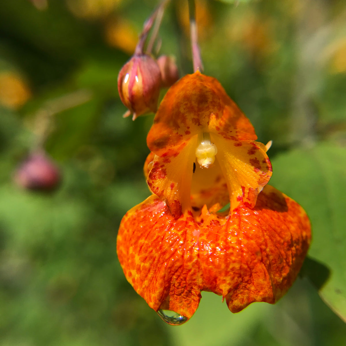 Jewel Weed (Impatiens capensis) Earthbeat Seeds