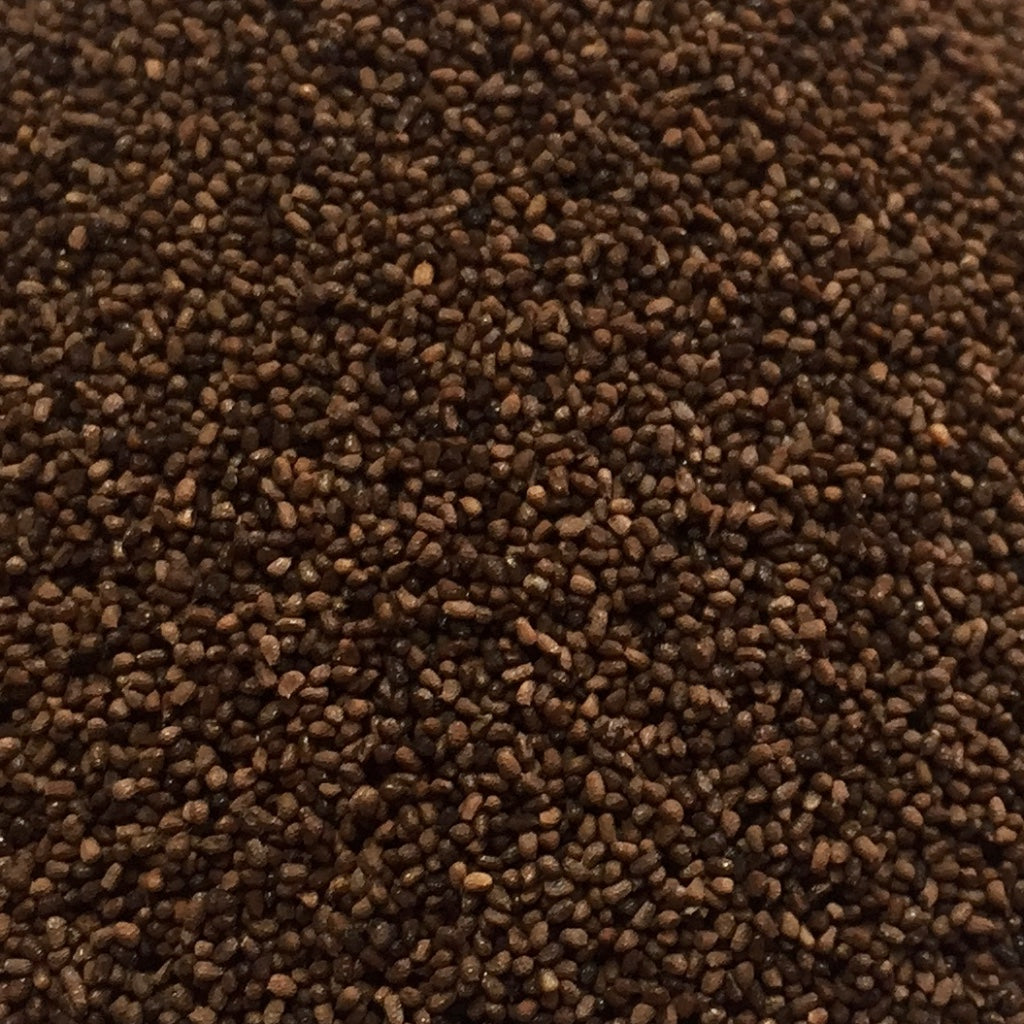 Tobacco, Virginia (Nicotiana tobacum) – Earthbeat Seeds