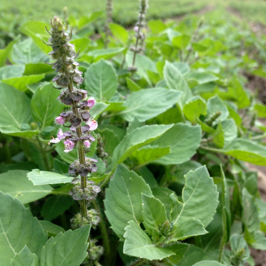 Tulsi, Temperate aka. Holy Basil (Ocimum africanum) – Earthbeat Seeds