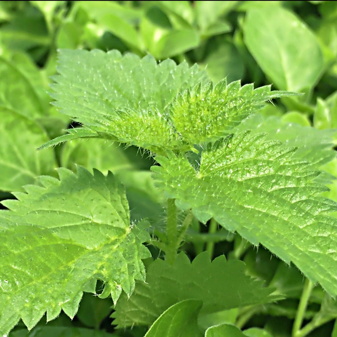 buy stinging nettle plants Nettles, Stinging (Urtica dioica) – Earthbeat Seeds