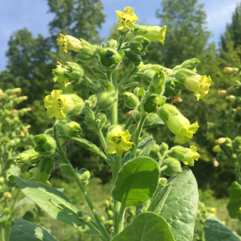 sacred tobacco plant Tobacco, Rustica (Nicotiana rustica) – Earthbeat Seeds sacred tobacco plant Tobacco, Rustica (Nicotiana rustica) – Earthbeat Seeds