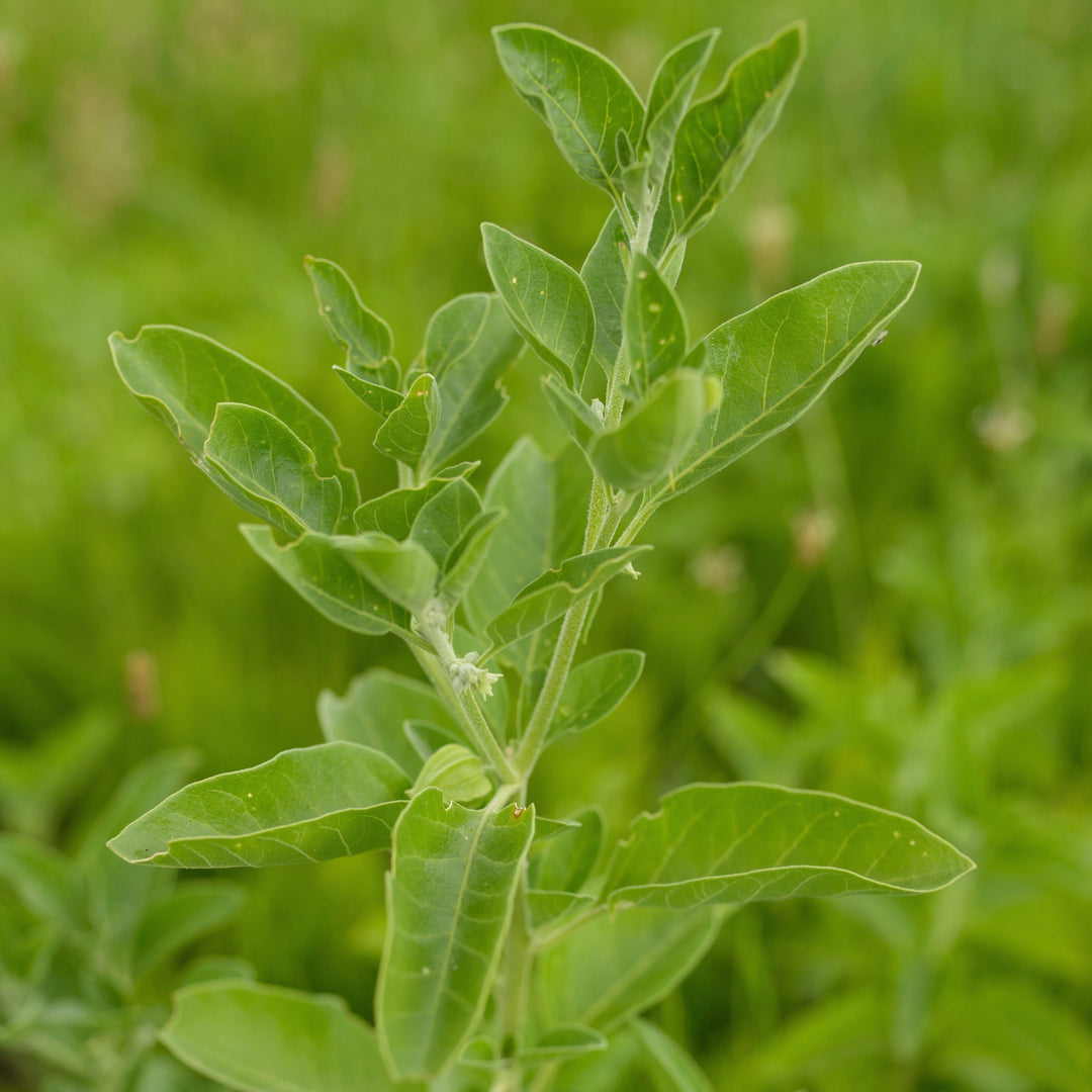 ashwagandha plants Ashwagandha (Withania somnifera) – Earthbeat Seeds