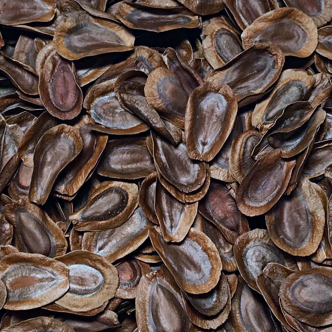 rose milkweed seeds Milkweed, Rose (Asclepias incarnata) – Earthbeat Seeds