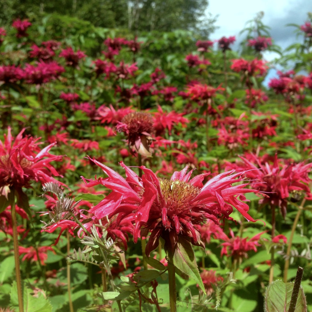 Bee Balm, Scarlet (Monarda didyma) – Earthbeat Seeds