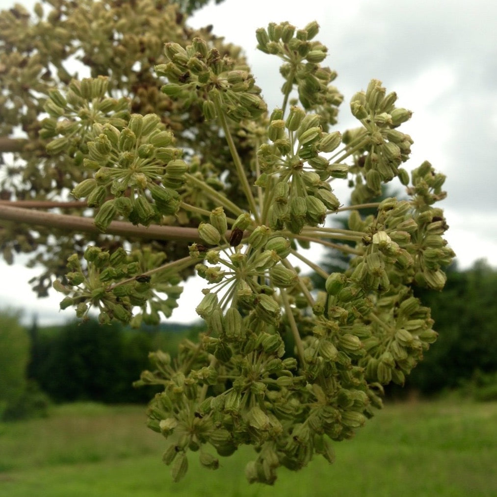 Angelica, Official (Angelica archangelica) – Earthbeat Seeds