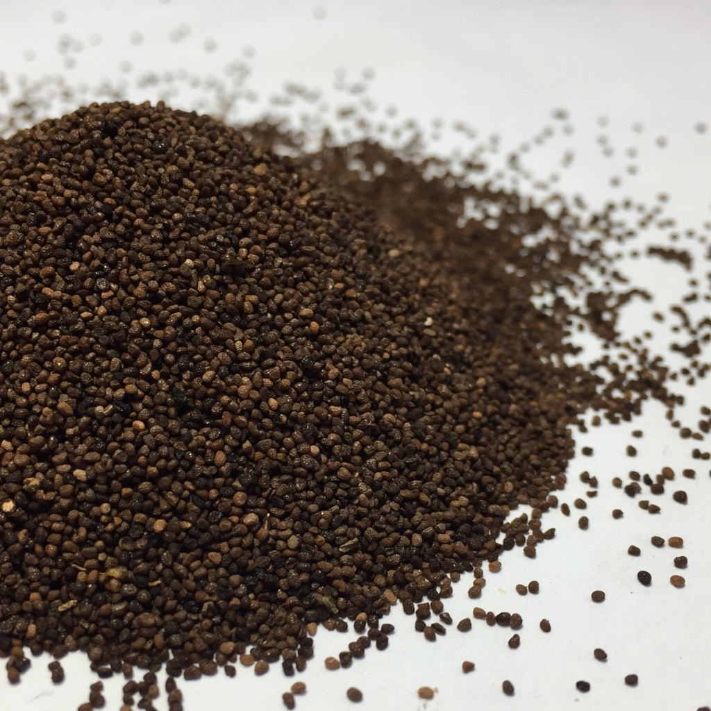 aztec tobacco seeds Tobacco, Rustica (Nicotiana rustica) – Earthbeat Seeds