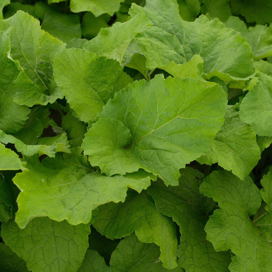 gobo plant Burdock, Gobo (Arctium lappa) – Earthbeat Seeds
