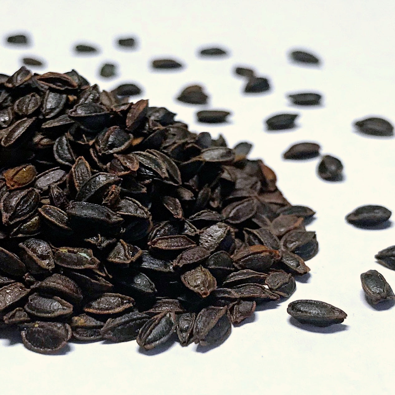 Jewel Weed (Impatiens capensis) Earthbeat Seeds