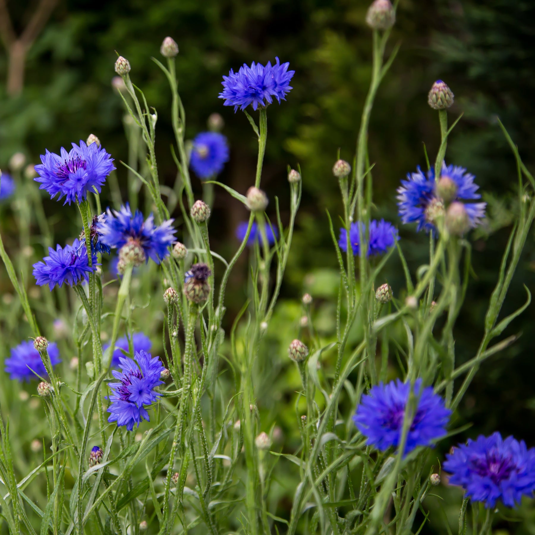 Cornflower, Blue (Centaurea cyanus) Earthbeat Seeds