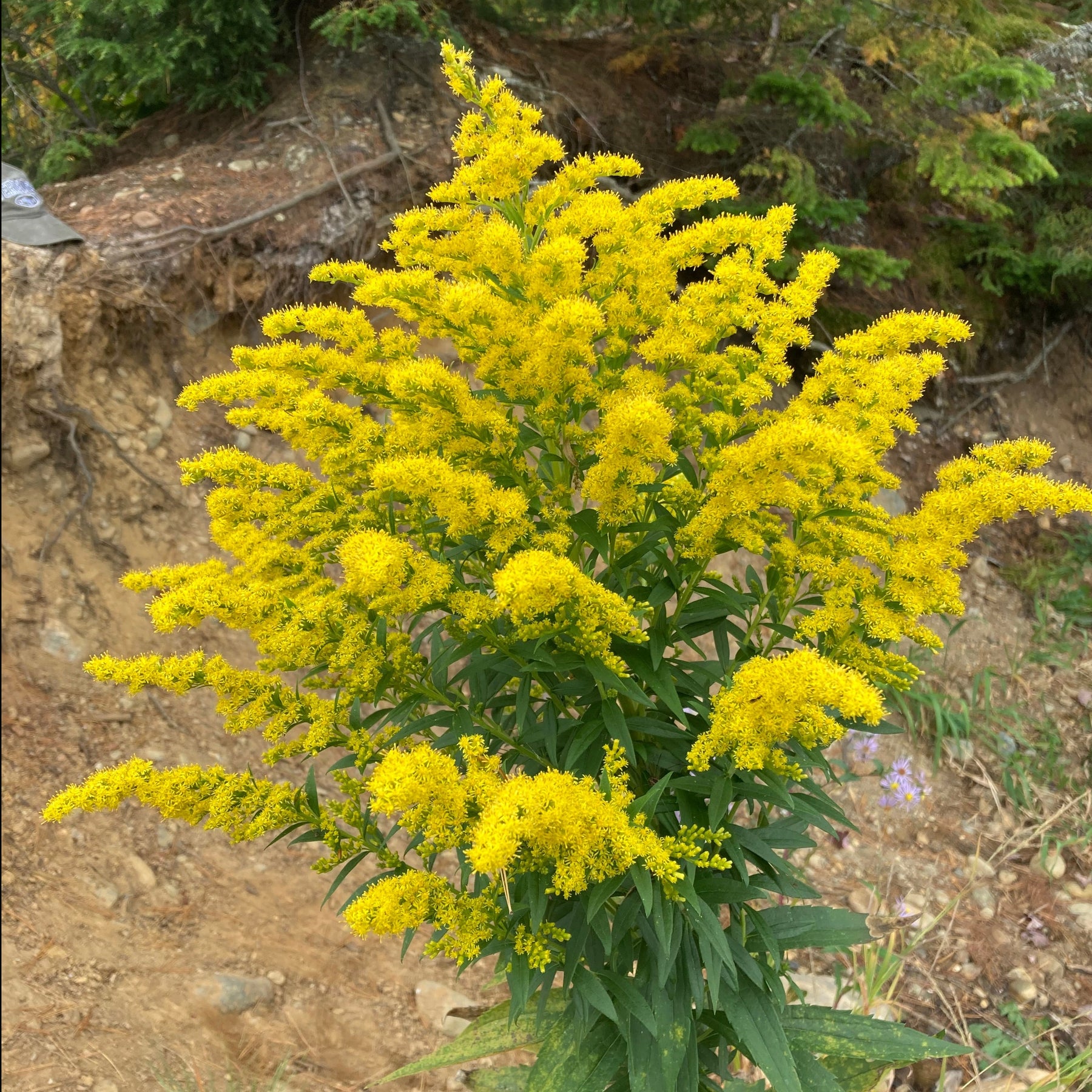 Solidago Golden Rockets Goldenrod, Sweet (Solidago odora) – Earthbeat Seeds