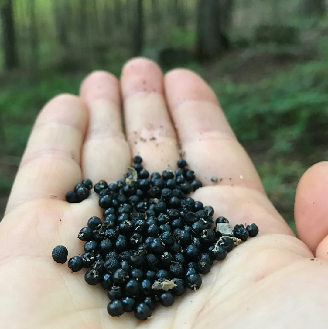 ramp plant seeds Ramp aka Wild Leeks (Allium tricoccum) – Earthbeat Seeds